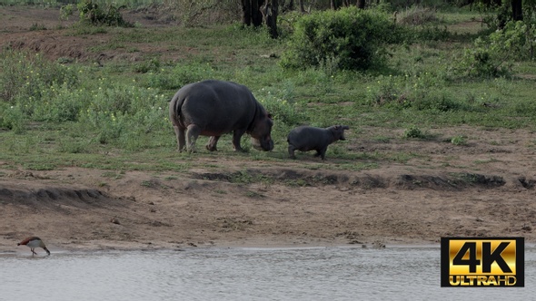 Hippo Mother And Calf