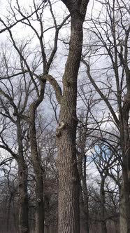 Vertical Video of the Forest with Trees Without Leaves Slow Motion