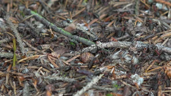 A Close Up Detail of Ants in an Ant Hill As They Run Around on the Ground.