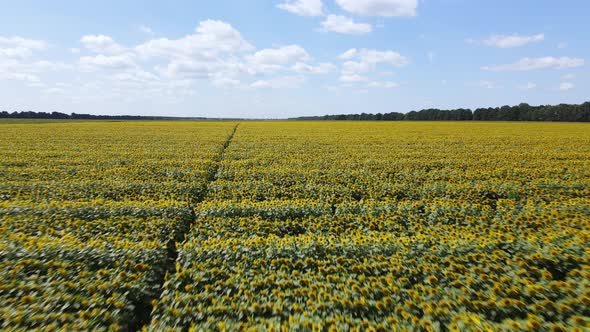 Field with Sunflowers in Summer Aerial View