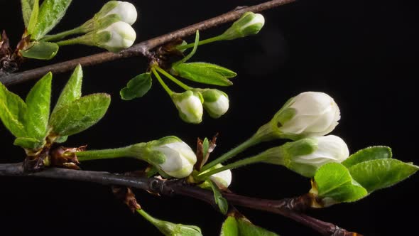 Flowering Branches on a Black Background