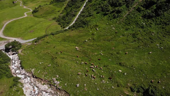 Bird's Eye View Of The Cattles Feeding On The Grass At The Green Valley In Austrian Town of Kaprun.