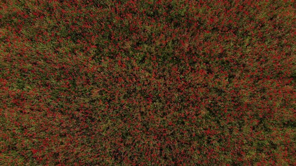 Flight Over Red Field of Poppies