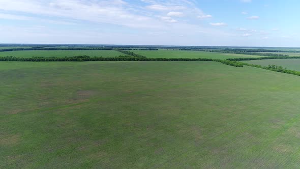 View of the Field with Crops in June in Russia