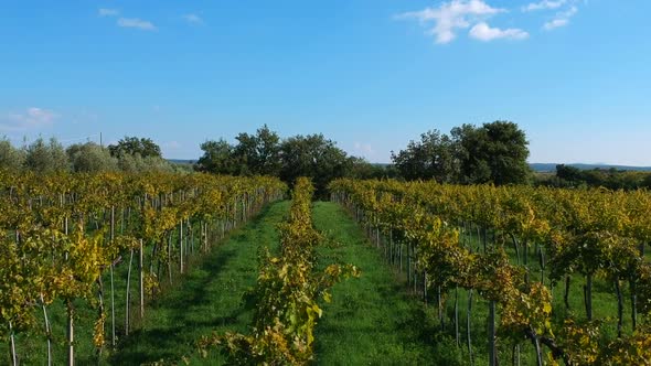 Drone footage of Italy vineyard