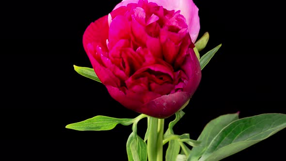 Time Lapse of Opening Beautiful Red Peony Flowers