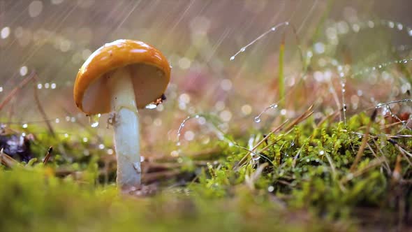 Amanita Muscaria Fly Agaric Mushroom In a Sunny Forest in the Rain