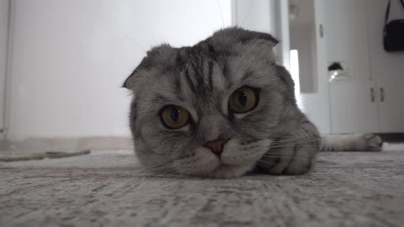 Scottish Fold Cat