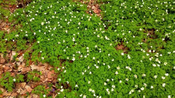 White anemone flowers in the forest.