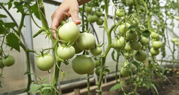 Woman Touching Green Tomatoes in the Garden