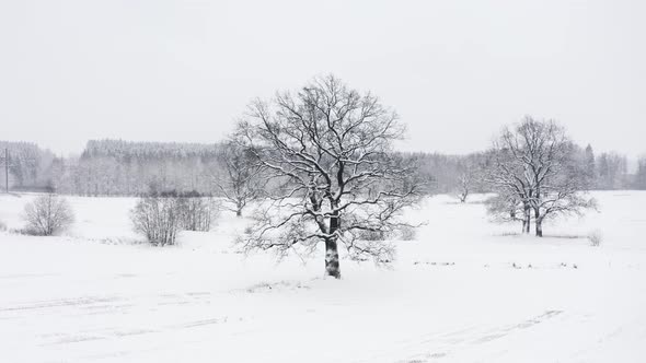Aerial Drone Flies Around Lonely Oak Tree in Winter During Snowfall Snowy White Field and Forest on