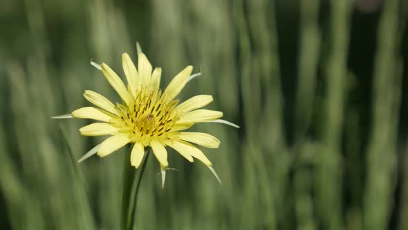 Flower Tragopogon pratensis  shallow DOF  4K 2160p 30fps UltraHD footage - Yellow field plant  meado