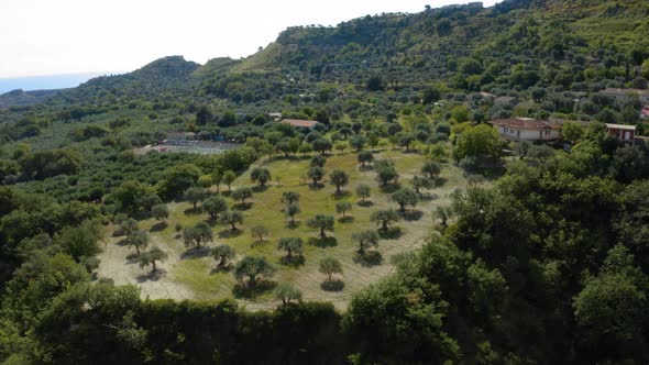 Field of Olive Trees