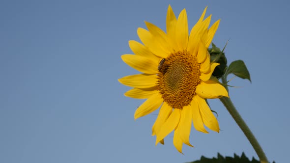 Close-up of beautiful sunflower petals and bee 3840X2160 UltraHD footage -  Helianthus plant with ti