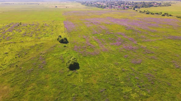 Lilac Lupins Bloom on a Wide Field View From the Top