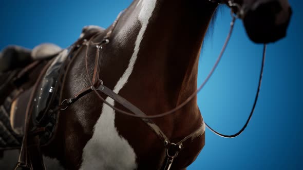 Saddle with Stirrups on a Back of a Horse