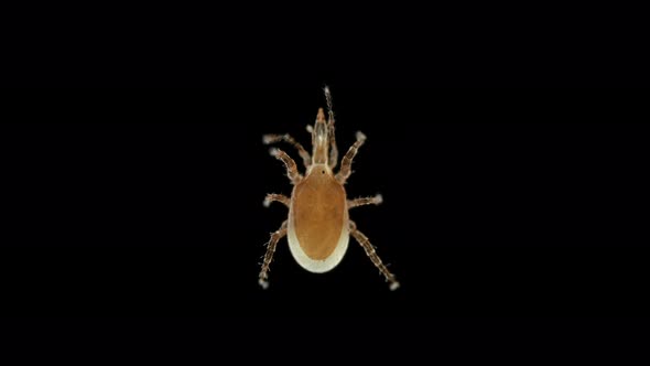 Predatory mite Macrocheles robustulus under a microscope, family Macrochelidae