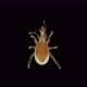 Predatory mite Macrocheles robustulus under a microscope, family Macrochelidae - VideoHive Item for Sale