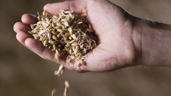 Man brewer holds barley in his hand. craft beer production. slow motion. close-up