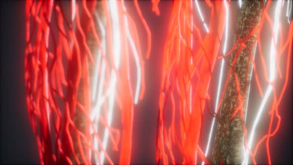 3d Rendered Medically Accurate Animation of Heart and Blood Vessels alt