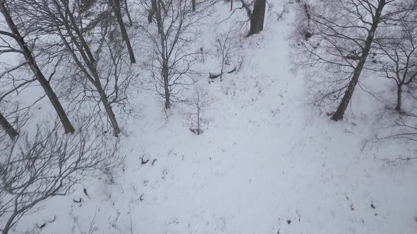 Top down aerial view over barren snow covered deciduous forest floor.