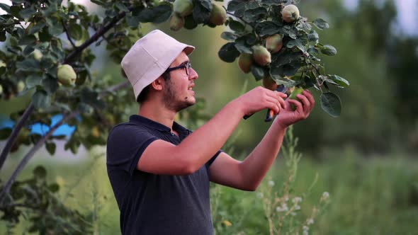 Young Man Picking Fruits With His Scissors