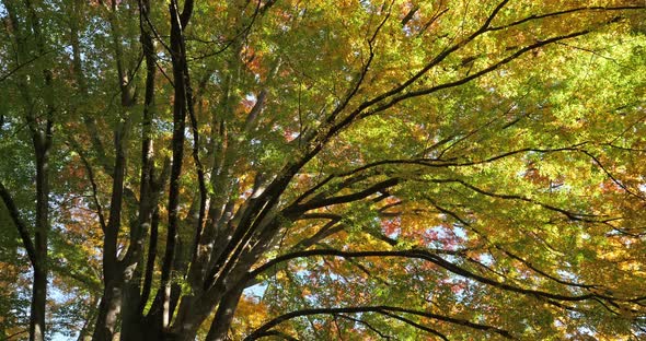 Japanese zelkova known as Japanese elm or keyaki