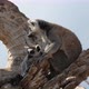 Two Nice Lemurs Sitting on a Dry Branch and Looking Around on a Sunny Day in Summer - VideoHive Item for Sale