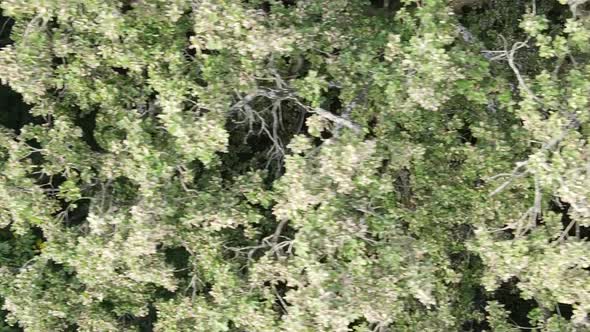 Aerial View of Green Forest in Summer