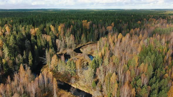 Wonderful River with Mirror Water Runs in Picturesque Forest