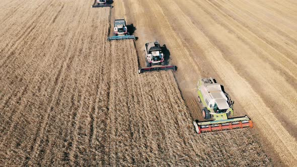 Top View of Combines Harvesting Grain in the Field