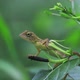 A lizard on a plant in a lush green forest. - VideoHive Item for Sale