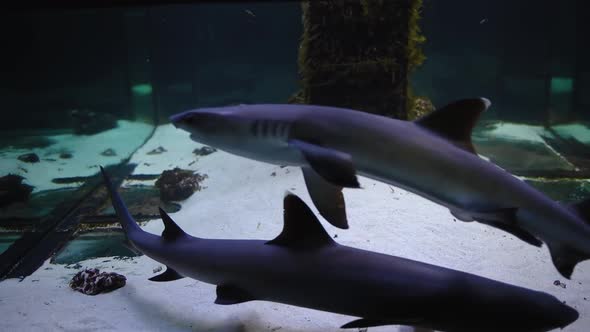 Predatory Sharks Swim Behind The Glass Of The Aquarium (3)