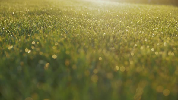 Fresh Morning Water Drops On Green Grass During Sunny Morning