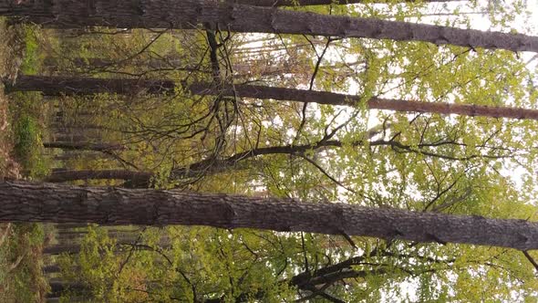 Vertical Video Autumn Forest with Trees in Ukraine Slow Motion