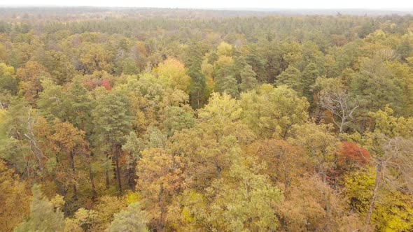 Forest with Trees in the Fall During the Day