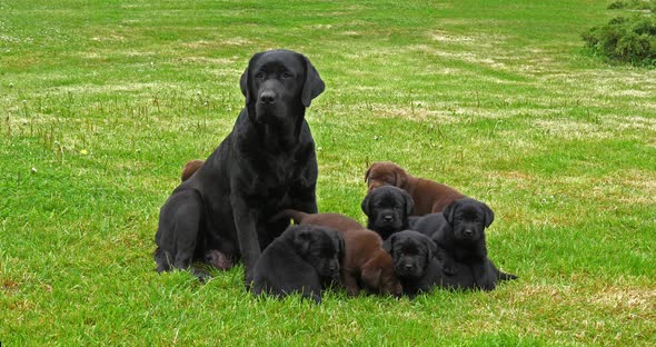 Black Labrador Retriever Bitch and Black and Brown Puppies on the Lawn, Normandy, 4K Slow Motion