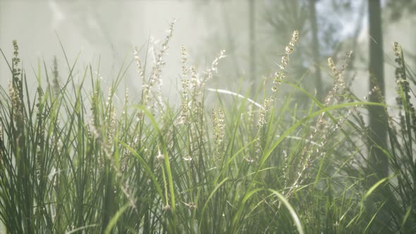 Grass Flower Field with Soft Sunlight for Background.