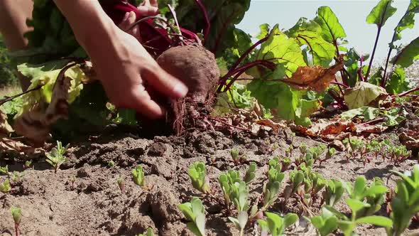 Farmer's Hands Pull a Mature Beet From the Ground and Clean It of dirt.A Farmer Pulls a Beet Crop