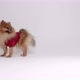 Dressed Pomeranian Spitz - VideoHive Item for Sale