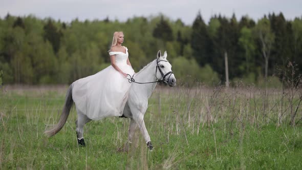 Romantic Bride is Walking on Horseback at Wedding Day Romantic View of Woman and White Horse