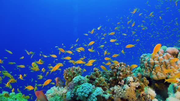 Tropical Fish on Vibrant Coral Reef