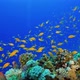 Tropical Fish on Vibrant Coral Reef - VideoHive Item for Sale