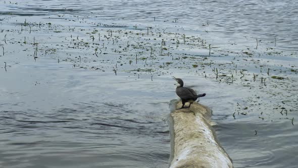 The Cormorant Sits on a Log Near the River and Defecates