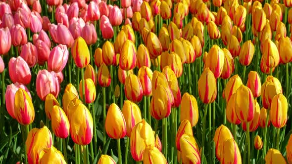 Blooming Tulips in Keukenhof Flower Garden