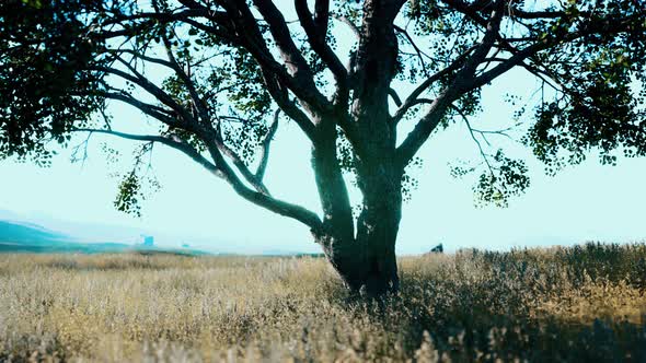 Iconic Oak Tree Casts a Long Shadow Into a Golden Hill