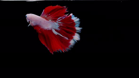 Siamese fighting fish (Betta splendens)