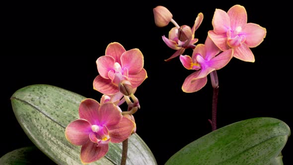 Opening Beautiful Pink Orchid Phalaenopsis Flower