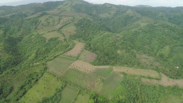 Palms and Agricultural Land in the Mountainous Province