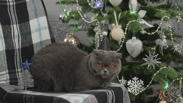 Cat in festive hat celebrating New Year. Scottish Fold Cat near decorated Christmas tree